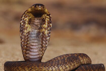 Unveiling the False Cobra: Nature’s Master of Deception