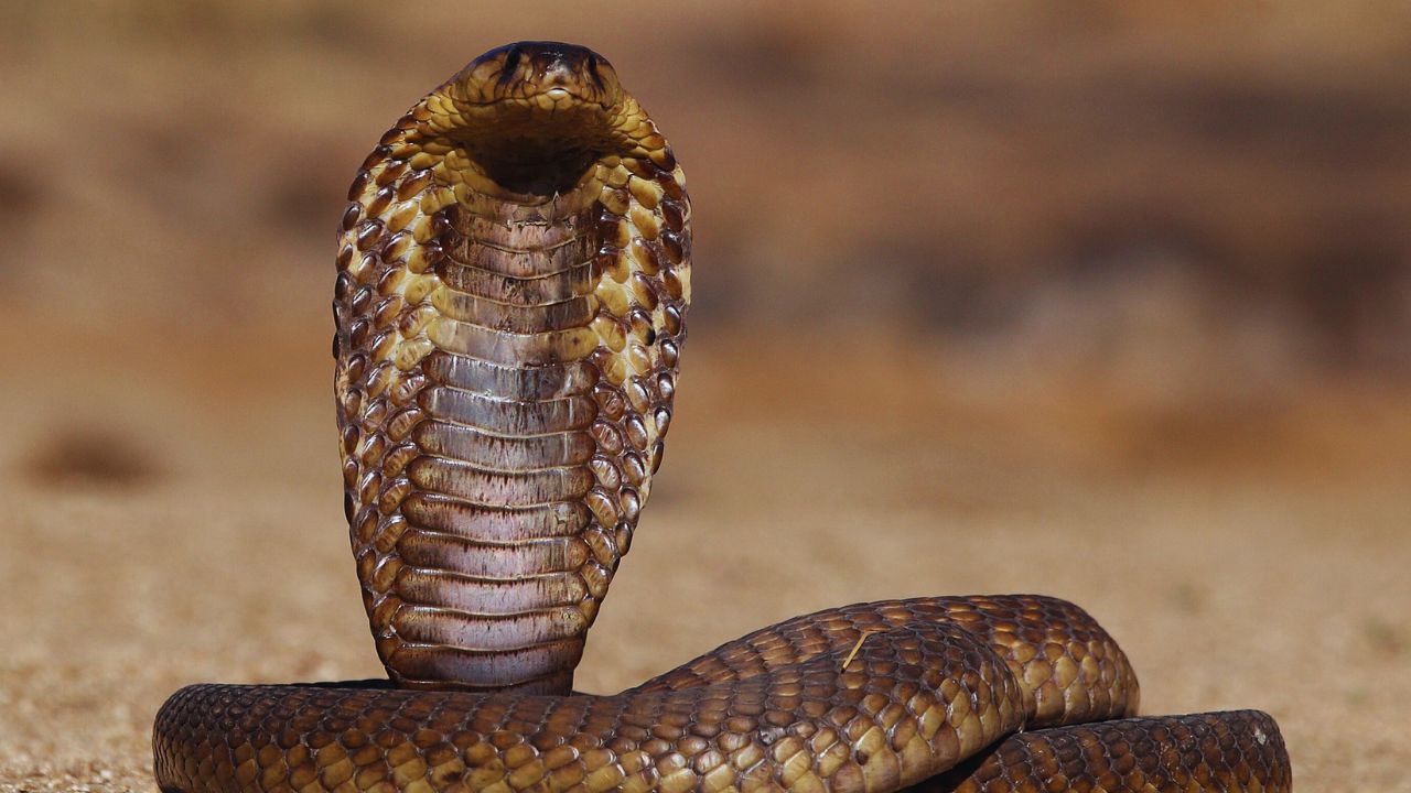 Unveiling the False Cobra: Nature’s Master of Deception