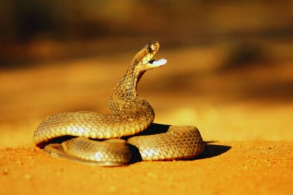 Snouted Cobras: The Fascinating Facts About Africa's Unique Serpent