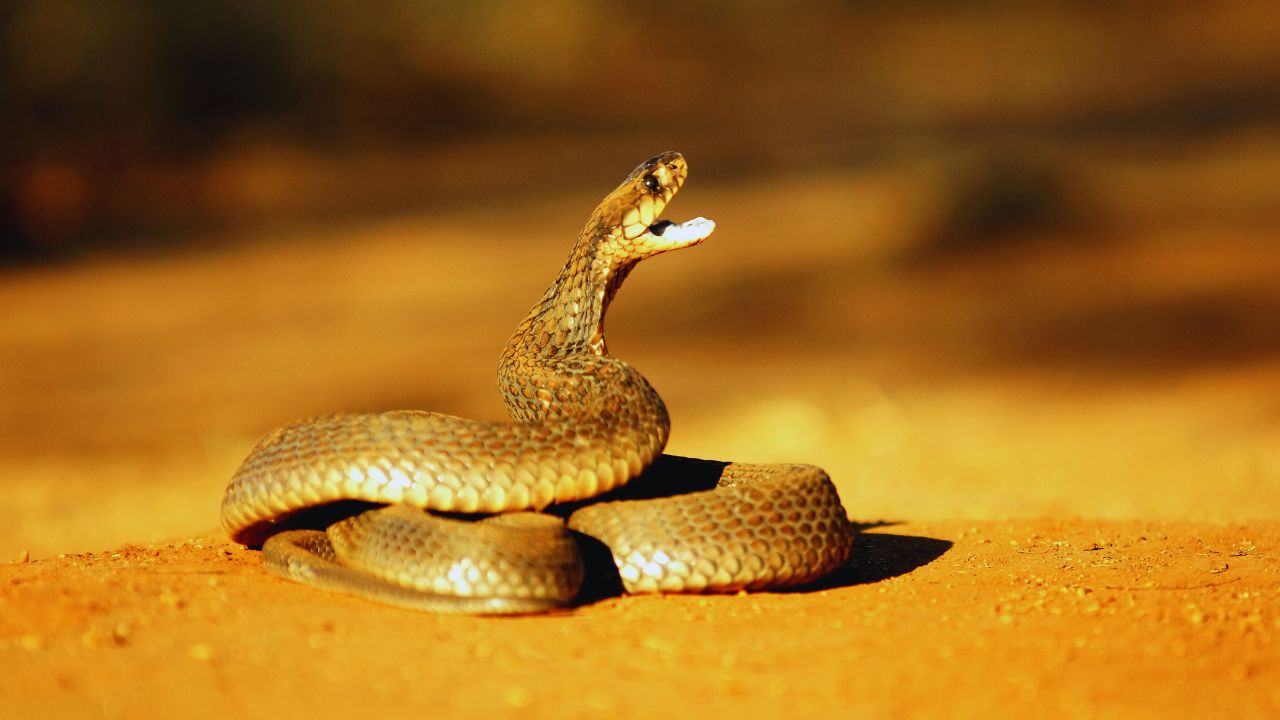 Snouted Cobras: The Fascinating Facts About Africa's Unique Serpent