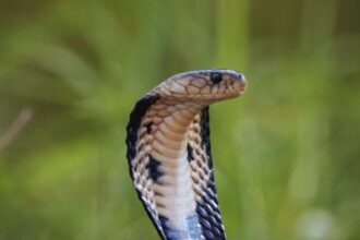 The Deadly Precision of the Spitting Cobra: Nature’s Venomous Marksman