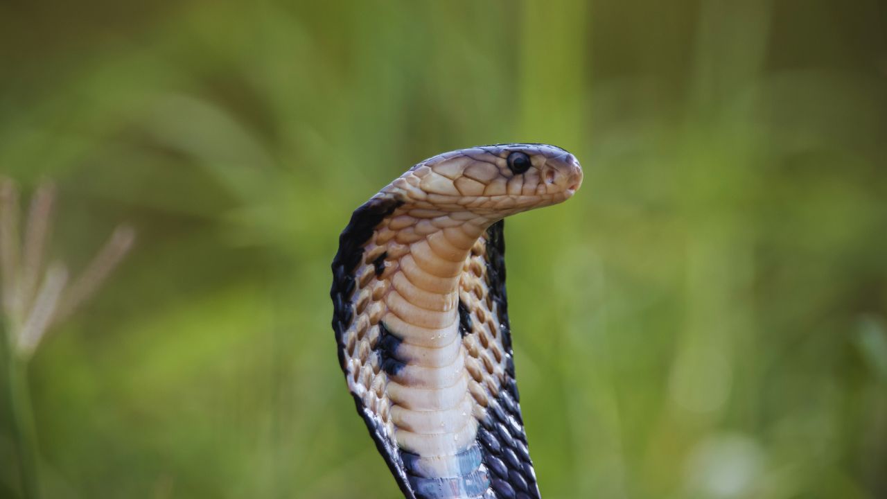 The Deadly Precision of the Spitting Cobra: Nature’s Venomous Marksman