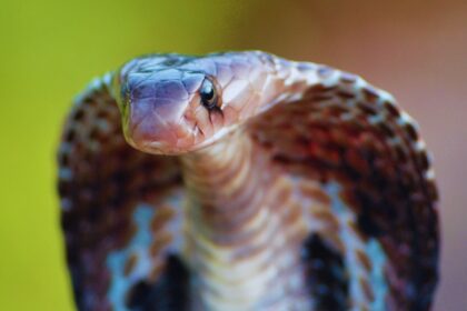 Unveiling the Mysteries of the Indian Cobra: Nature’s Iconic Serpent