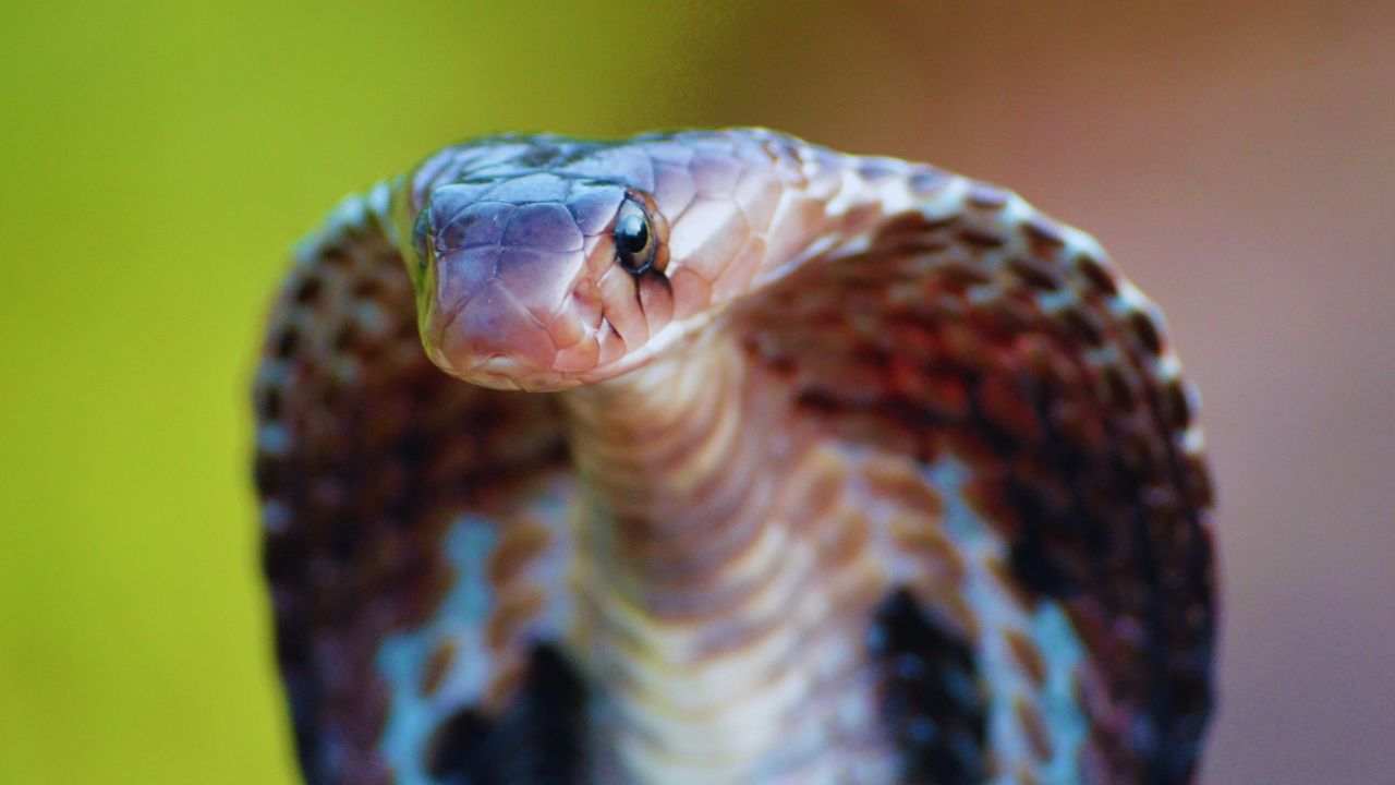 Unveiling the Mysteries of the Indian Cobra: Nature’s Iconic Serpent