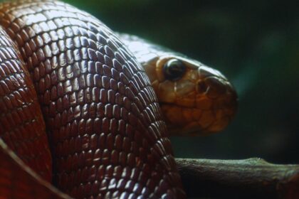 The Striking Red Spitting Cobra: Nature’s Fearsome Defender