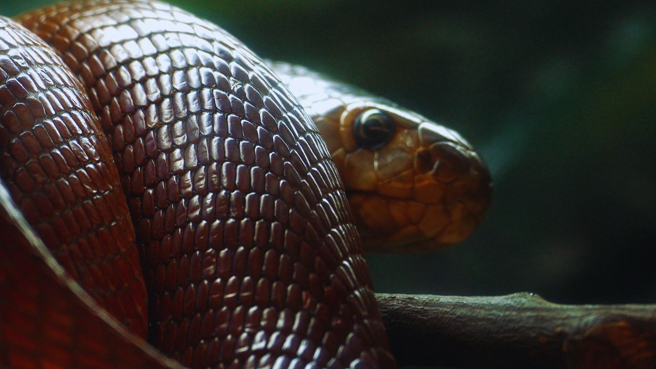 The Striking Red Spitting Cobra: Nature’s Fearsome Defender