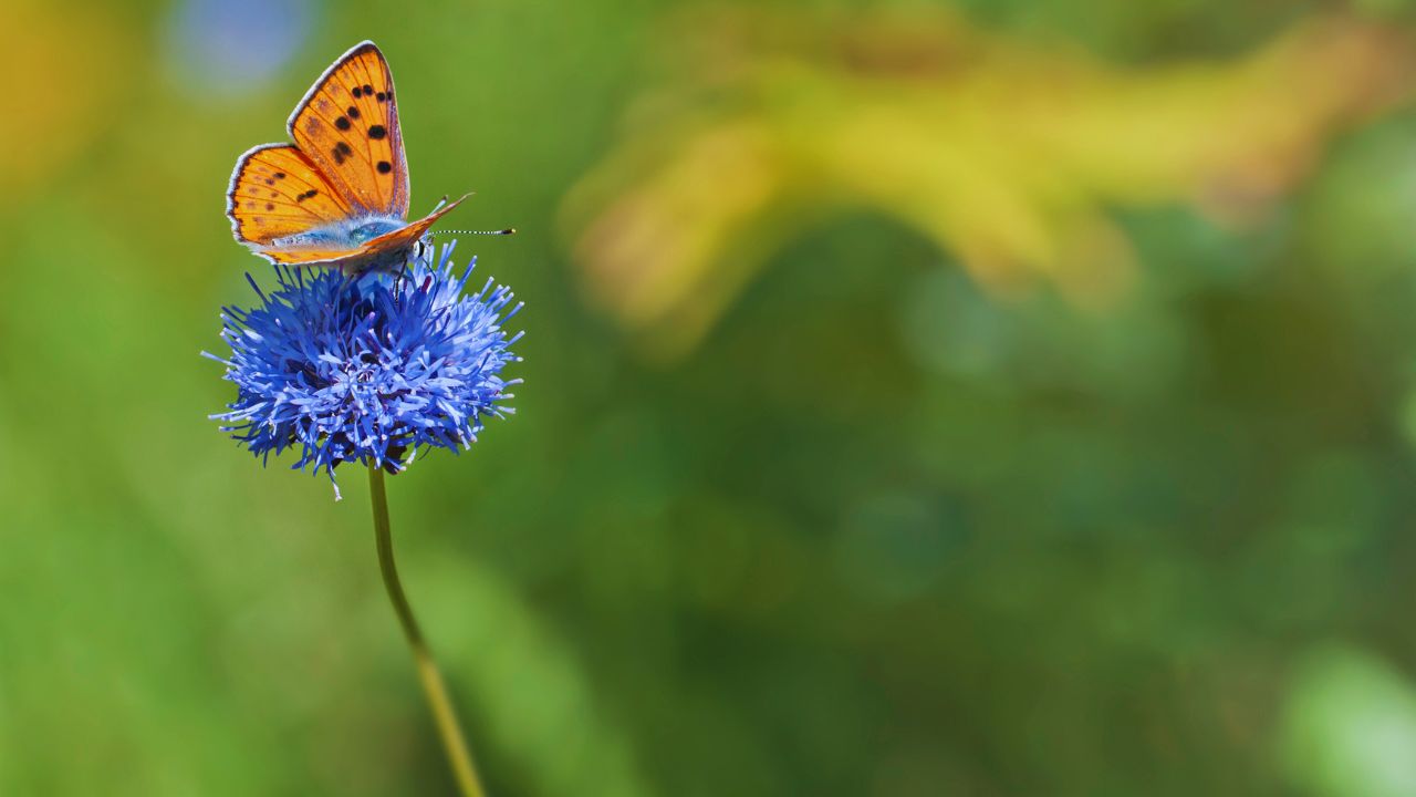 Butterfly Enemies: Who Preys on These Beautiful Creatures?