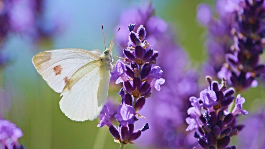 White Butterflies: Nature’s Elegant Pollinators and Their Fascinating World