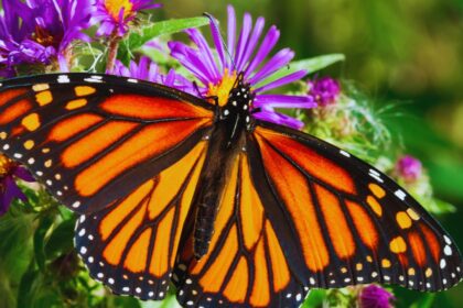 Monarch Butterflies: Nature's Marvel of Migration and Metamorphosis