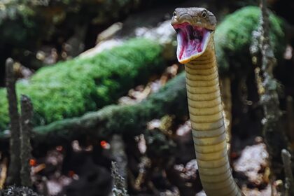 Top 5 Deadliest Cobras You Need to Know About