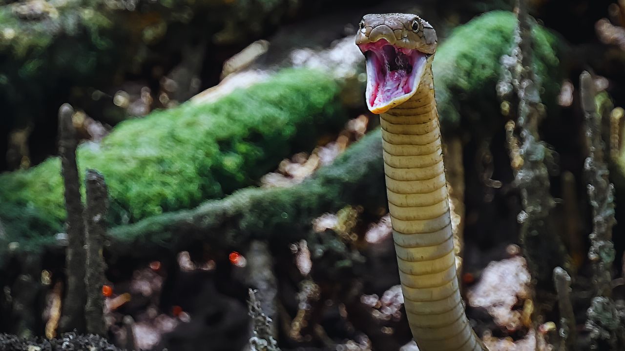 Top 5 Deadliest Cobras You Need to Know About