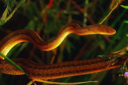 King Cobra vs. Cobra: Key Differences You Should Know