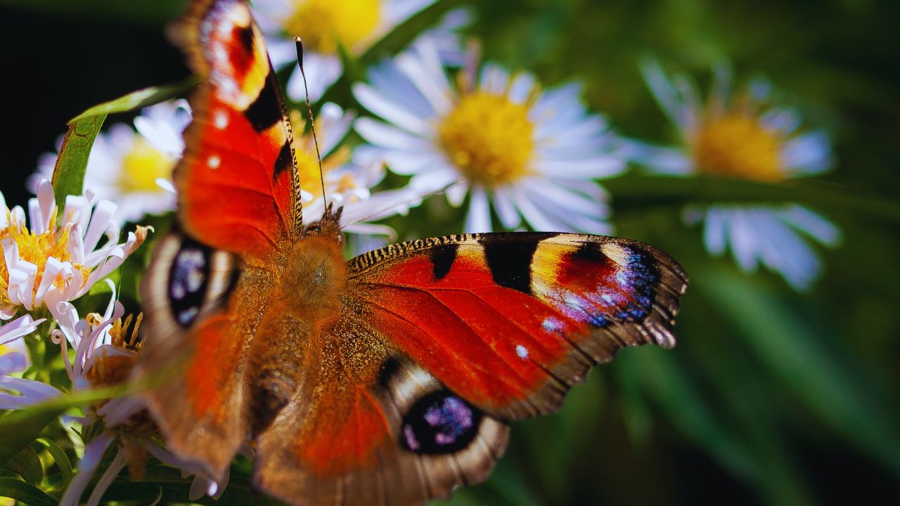 The Peacock Butterfly: Nature's Vibrant Marvel Unveiled