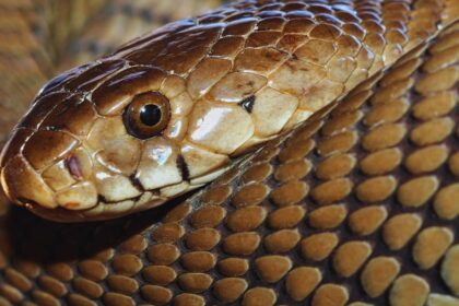 Zebra Spitting Cobra: The Striking Snake with a Potent Defense