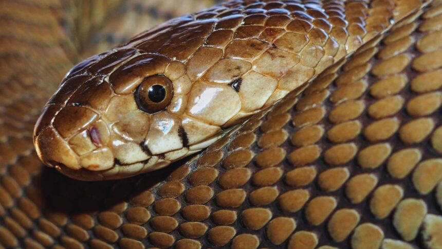 Zebra Spitting Cobra: The Striking Snake with a Potent Defense