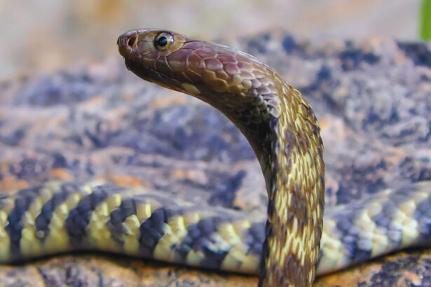 King Cobra vs Indian Cobra: Key Differences You Should Know