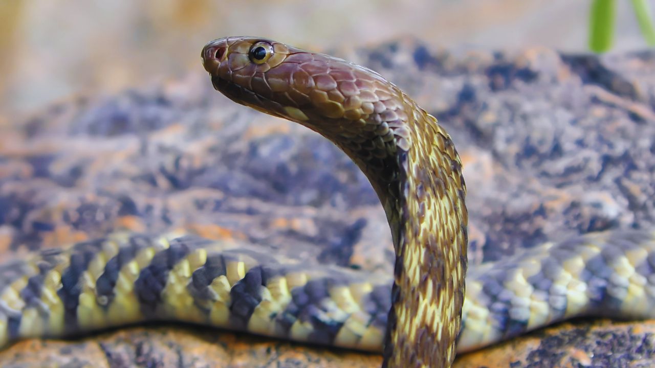 King Cobra vs Indian Cobra: Key Differences You Should Know