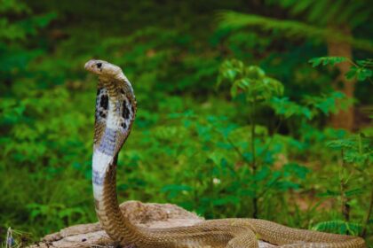 Deadly Precision: The Fascinating Mozambique Spitting Cobra