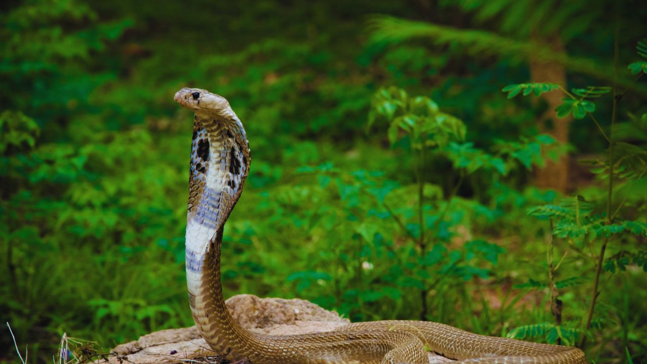 Deadly Precision: The Fascinating Mozambique Spitting Cobra