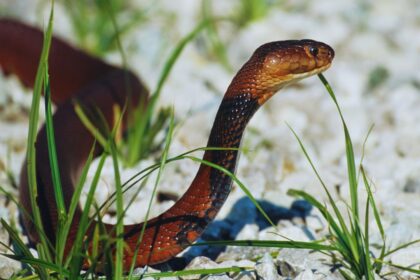 Equatorial Spitting Cobra: Southeast Asia's Venomous Enigma