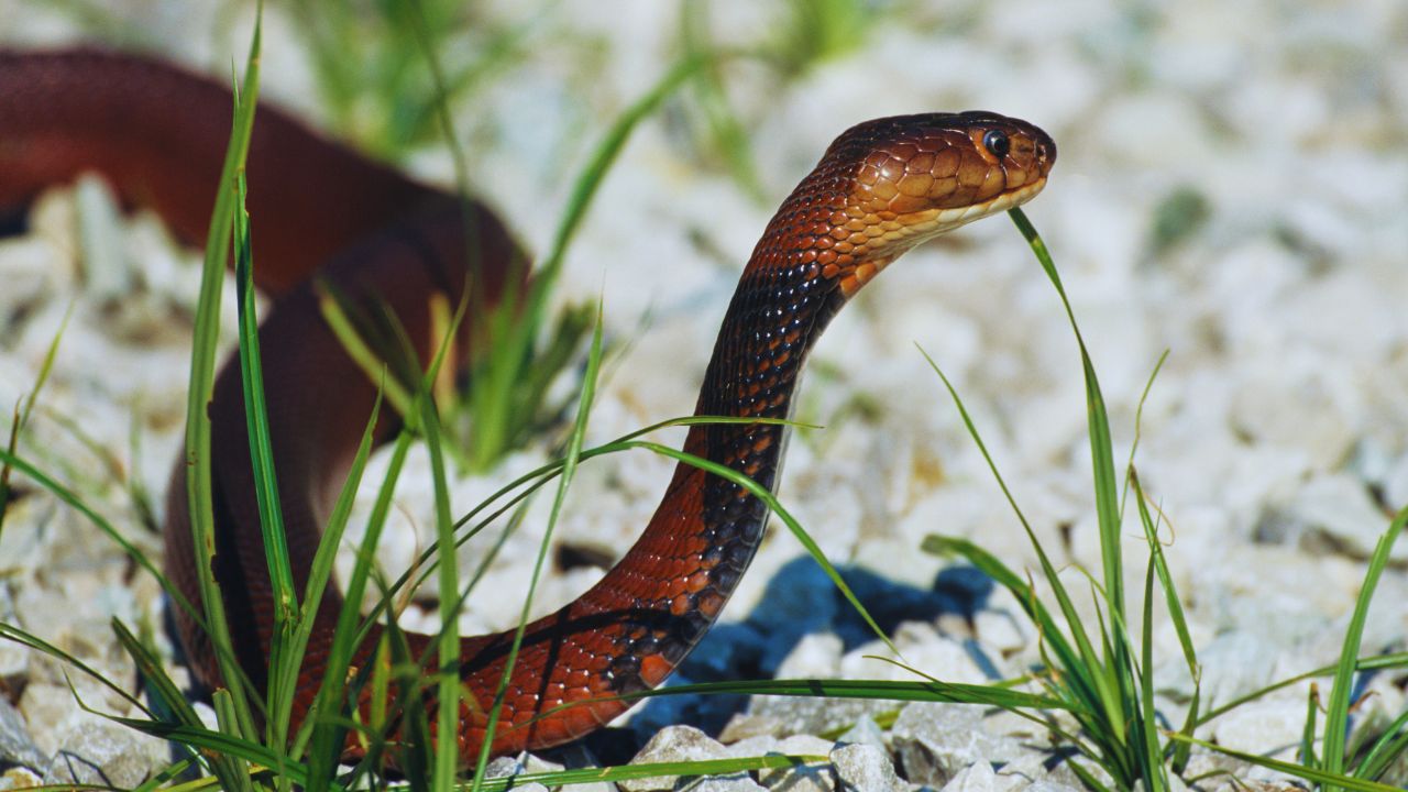 Equatorial Spitting Cobra: Southeast Asia's Venomous Enigma