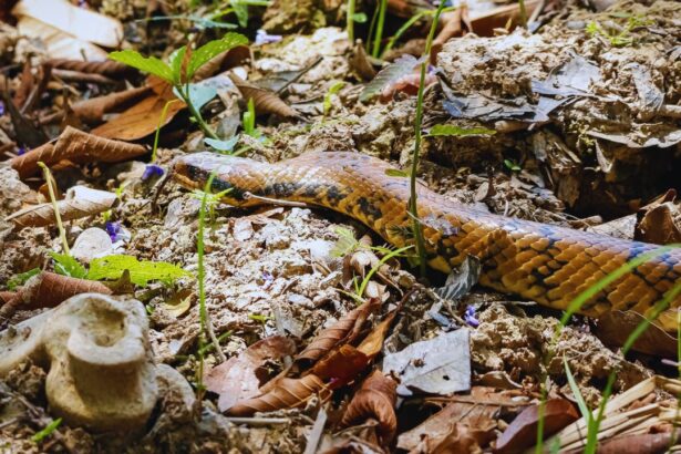 World's Largest King Cobra: A Record-Breaking Giant