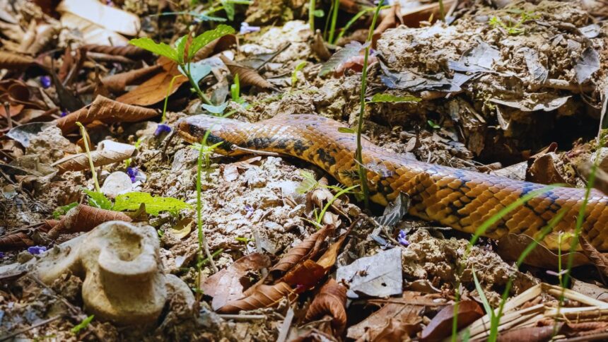 World's Largest King Cobra: A Record-Breaking Giant