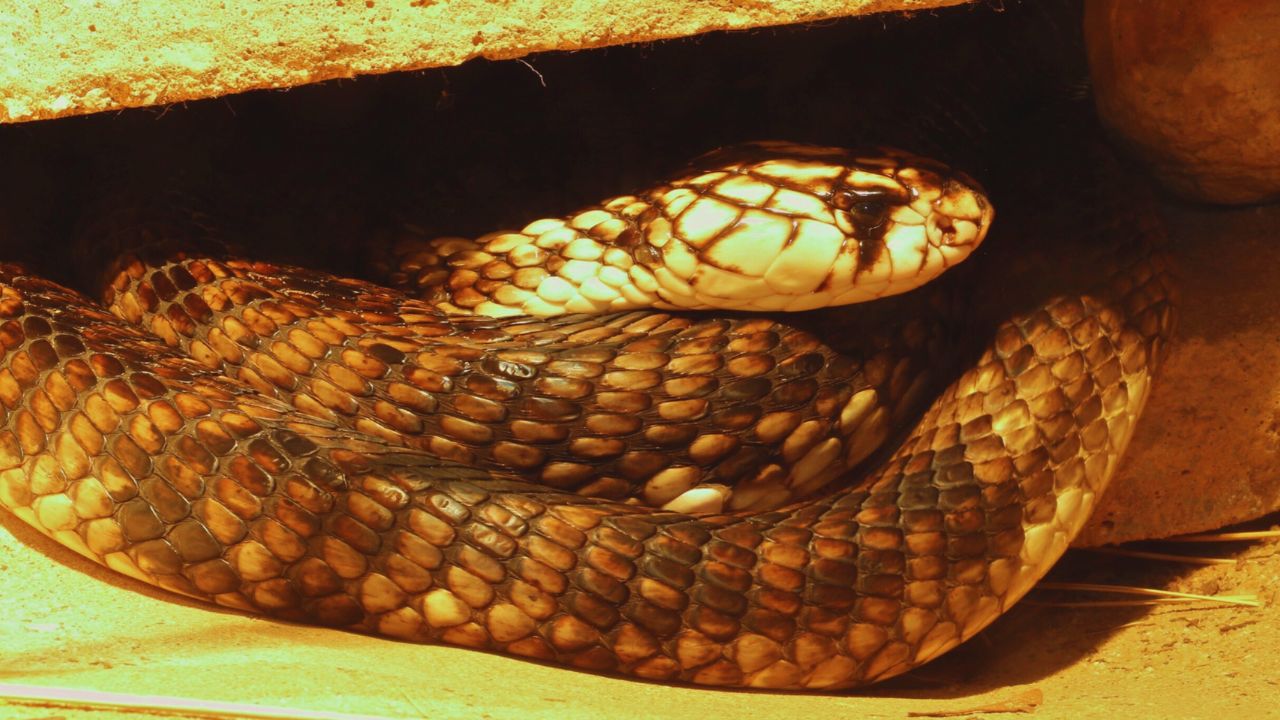 Egyptian Cobra: Unveiling the Deadly Asp of Ancient Legends