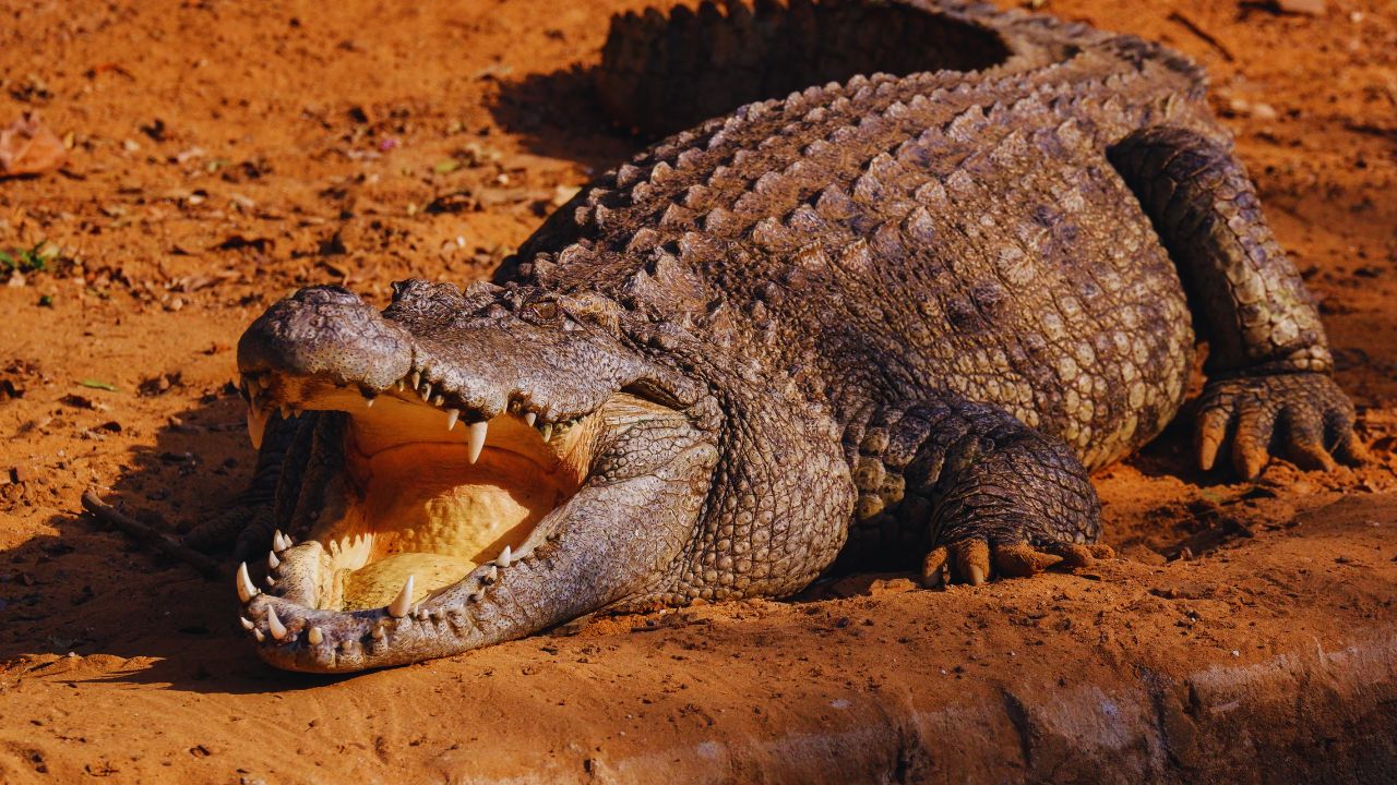 Crocodile Bite Force: The Most Powerful Jaws on Earth