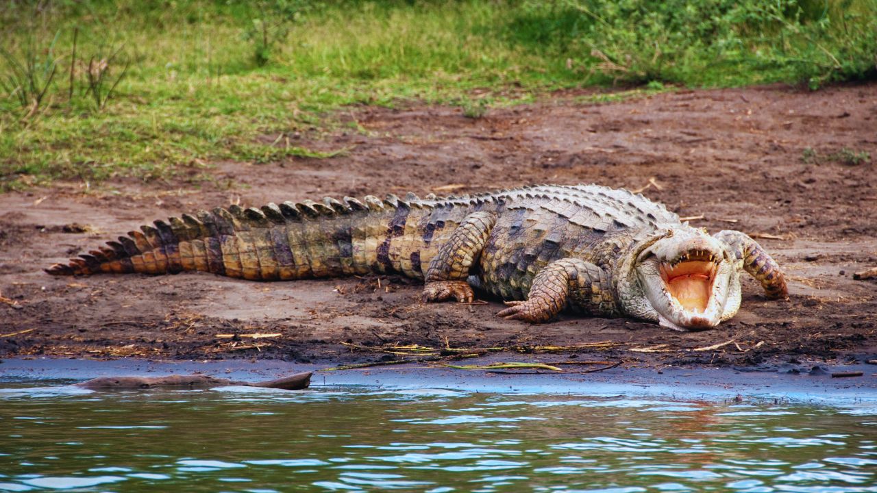 Alligators vs. Crocodiles: Are They in Key West?