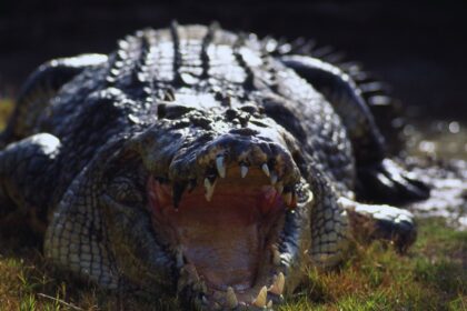 Can an Unarmed Human Defeat a Crocodile? The Ultimate Showdown