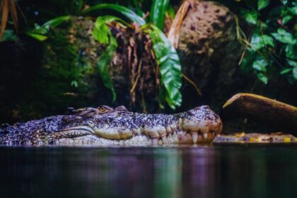 Crocodile Attacks: How Often Do They Really Happen?