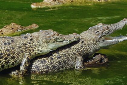 Can Crocodiles and Alligators Create Hybrid Offspring?